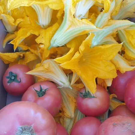 ゲストハウス Sardunya 2*